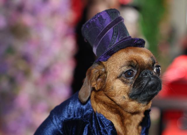 A Pug, dressed as US singer-songwriter Stevie Nicks, poses during the 2026 Pet Gala at CINEPLAY in New York, on May 18, 2026. The highly anticipated annual canine fashion event, created by pet couturier Anthony Rubio, showcases dogs in elaborate, custom-made outfits inspired by the year's Met Gala. (Photo by TIMOTHY A. CLARY / AFP)
