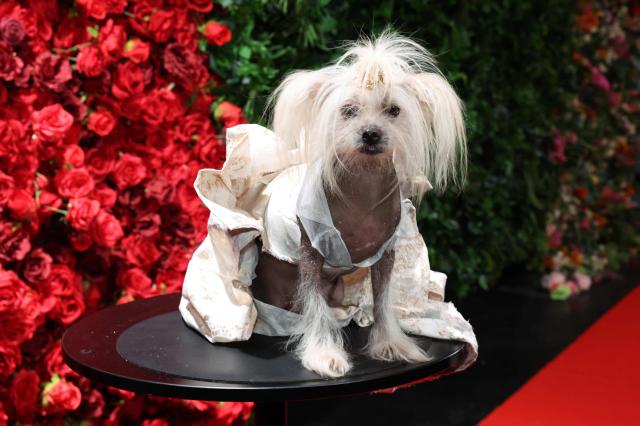 Suki, a Chinese Crested dressed as US socialite Kylie Jenner, poses during the 2026 Pet Gala at CINEPLAY in New York, on May 18, 2026. The highly anticipated annual canine fashion event, created by pet couturier Anthony Rubio, showcases dogs in elaborate, custom-made outfits inspired by the year's Met Gala. (Photo by TIMOTHY A. CLARY / AFP)