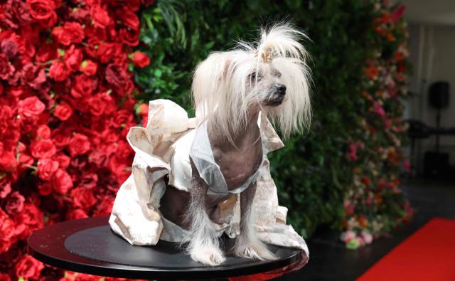 Suki, a Chinese Crested dressed as US socialite Kylie Jenner, poses during the 2026 Pet Gala at CINEPLAY in New York, on May 18, 2026. The highly anticipated annual canine fashion event, created by pet couturier Anthony Rubio, showcases dogs in elaborate, custom-made outfits inspired by the year's Met Gala. (Photo by TIMOTHY A. CLARY / AFP)