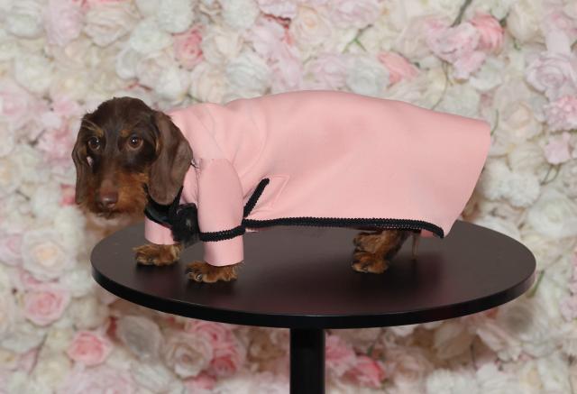 George, a Wirehaired Dachshund dressed as A$AP Rocky, poses during the 2026 Pet Gala at CINEPLAY in New York, on May 18, 2026. The highly anticipated annual canine fashion event, created by pet couturier Anthony Rubio, showcases dogs in elaborate, custom-made outfits inspired by the year's Met Gala. (Photo by TIMOTHY A. CLARY / AFP)