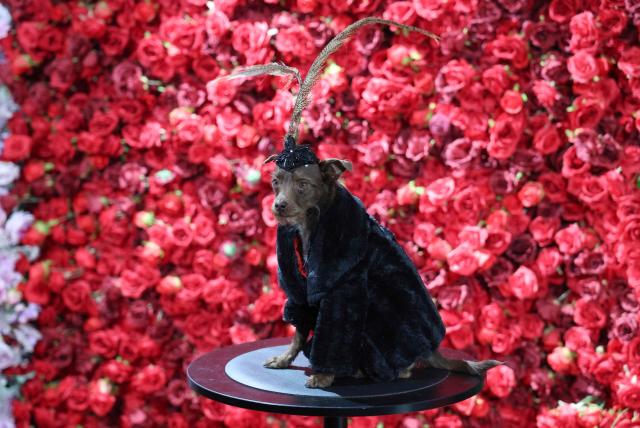 Bogie, a Chihuahua dressed as Sam Smith, poses during the 2026 Pet Gala at CINEPLAY in New York, on May 18, 2026. The highly anticipated annual canine fashion event, created by pet couturier Anthony Rubio, showcases dogs in elaborate, custom-made outfits inspired by the year's Met Gala. (Photo by TIMOTHY A. CLARY / AFP)