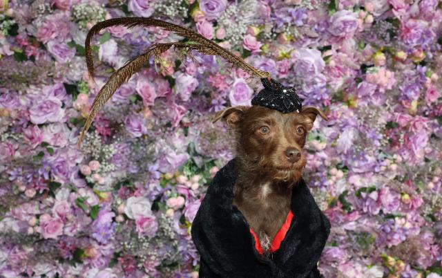 Bogie, a Chihuahua dressed as Sam Smith, poses during the 2026 Pet Gala at CINEPLAY in New York, on May 18, 2026. The highly anticipated annual canine fashion event, created by pet couturier Anthony Rubio, showcases dogs in elaborate, custom-made outfits inspired by the year's Met Gala. (Photo by TIMOTHY A. CLARY / AFP)