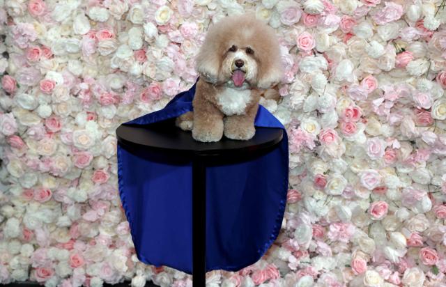 A dog dressed as US model Hailey Bieber, poses during the 2026 Pet Gala at CINEPLAY in New York, on May 18, 2026. The highly anticipated annual canine fashion event, created by pet couturier Anthony Rubio, showcases dogs in elaborate, custom-made outfits inspired by the year's Met Gala. (Photo by TIMOTHY A. CLARY / AFP)