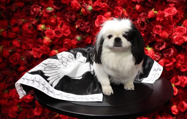 BeBe, a Pekingese dressed as US actress Anne Hathaway, poses during the 2026 Pet Gala at CINEPLAY in New York, on May 18, 2026. The highly anticipated annual canine fashion event, created by pet couturier Anthony Rubio, showcases dogs in elaborate, custom-made outfits inspired by the year's Met Gala. (Photo by TIMOTHY A. CLARY / AFP)