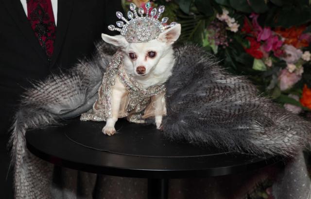 Kimba, a Chihuahua dressed as US singer Beyonce, poses during the 2026 Pet Gala at CINEPLAY in New York, on May 18, 2026. The highly anticipated annual canine fashion event, created by pet couturier Anthony Rubio, showcases dogs in elaborate, custom-made outfits inspired by the year's Met Gala. (Photo by TIMOTHY A. CLARY / AFP)