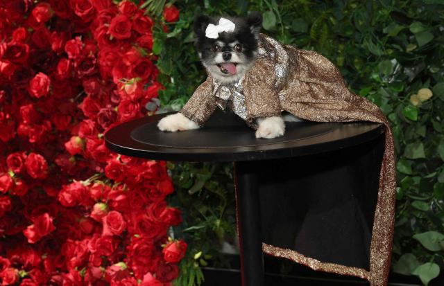 Tyra, a Pomeranian dressed as Barbadian singer Rihanna, poses during the 2026 Pet Gala at CINEPLAY in New York, on May 18, 2026. The highly anticipated annual canine fashion event, created by pet couturier Anthony Rubio, showcases dogs in elaborate, custom-made outfits inspired by the year's Met Gala. (Photo by TIMOTHY A. CLARY / AFP)