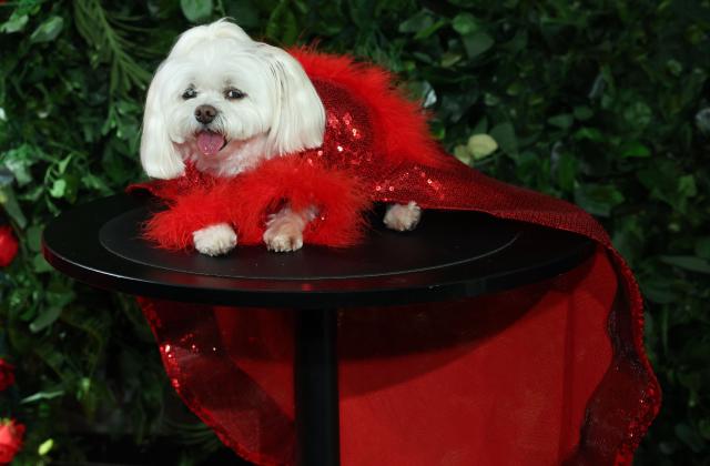 Chanel, a Maltese dressed as Australian-US actress Nicole Kidman, poses during the 2026 Pet Gala at CINEPLAY in New York, on May 18, 2026. The highly anticipated annual canine fashion event, created by pet couturier Anthony Rubio, showcases dogs in elaborate, custom-made outfits inspired by the year's Met Gala. (Photo by TIMOTHY A. CLARY / AFP)