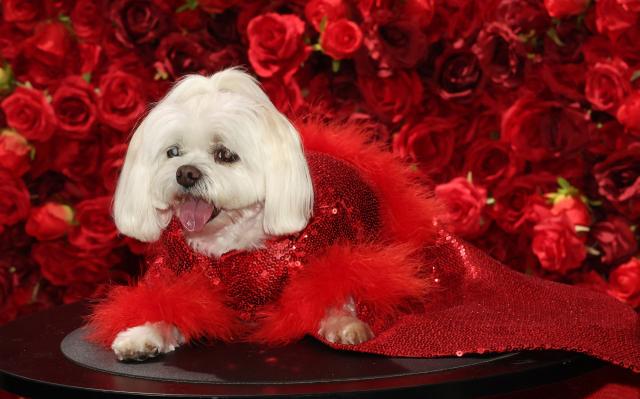 Chanel, a Maltese dressed as Australian-US actress Nicole Kidman, poses during the 2026 Pet Gala at CINEPLAY in New York, on May 18, 2026. The highly anticipated annual canine fashion event, created by pet couturier Anthony Rubio, showcases dogs in elaborate, custom-made outfits inspired by the year's Met Gala. (Photo by TIMOTHY A. CLARY / AFP)