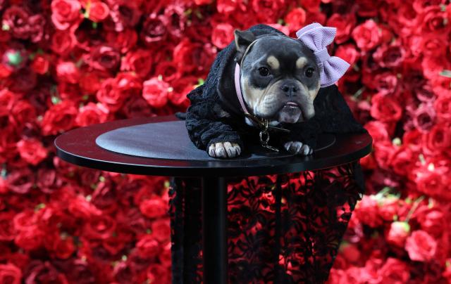 Saya, a mini-Pitbull dressed as US rapper Cardi B, poses during the 2026 Pet Gala at CINEPLAY in New York, on May 18, 2026. The highly anticipated annual canine fashion event, created by pet couturier Anthony Rubio, showcases dogs in elaborate, custom-made outfits inspired by the year's Met Gala. (Photo by TIMOTHY A. CLARY / AFP)