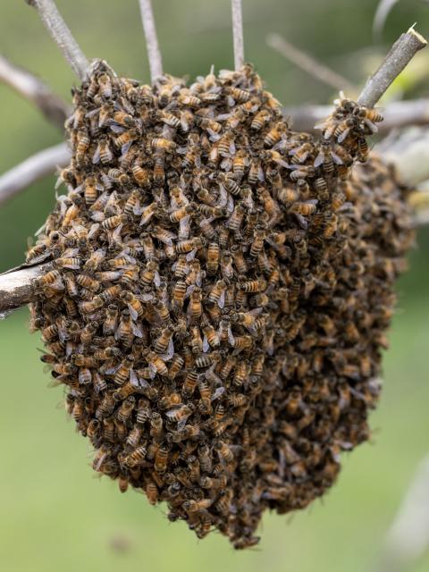 A swarm of honeybees in Baker, West Virginia, on May 9, 2026. In a lot behind a disused West Virginia gas station at the foot of the Appalachian Mountains, Roy Funkhouser is surrounded by about a dozen beekeepers and hundreds more buzzing bees. The group -- and beekeepers across the country -- face a new challenge: The government’s closure of a key research facility, home to the nation’s oldest bee lab that has been at the vanguard of research into bee ills for over a century.  Funkhouser, a veteran commercial beekeeper, should have around 1,200 hives under his care. This year, he's sitting on less than 200. (Photo by Paul Blake / AFP)