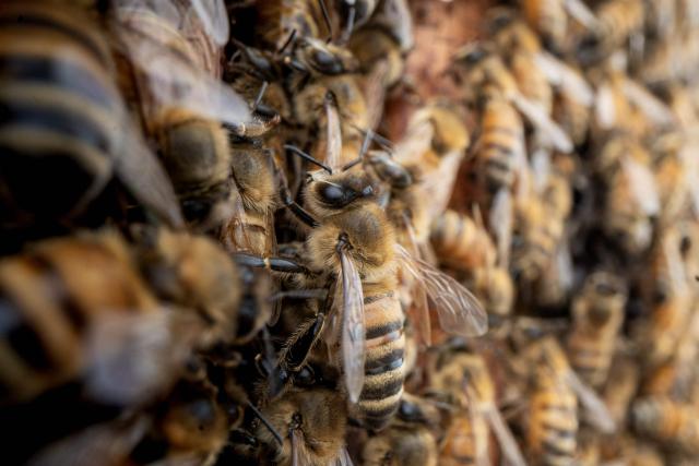 Honeybees crawl on the rack of a beehive in Baker, West Virginia, on May 9, 2026. In a lot behind a disused West Virginia gas station at the foot of the Appalachian Mountains, Roy Funkhouser is surrounded by about a dozen beekeepers and hundreds more buzzing bees. The group -- and beekeepers across the country -- face a new challenge: The government’s closure of a key research facility, home to the nation’s oldest bee lab that has been at the vanguard of research into bee ills for over a century.  Funkhouser, a veteran commercial beekeeper, should have around 1,200 hives under his care. This year, he's sitting on less than 200. (Photo by Paul Blake / AFP)