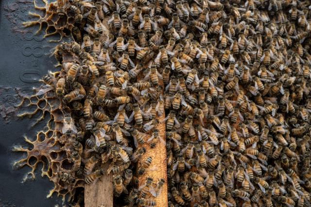 Honeybees crawl on the rack of a beehive in Baker, West Virginia, on May 9, 2026. In a lot behind a disused West Virginia gas station at the foot of the Appalachian Mountains, Roy Funkhouser is surrounded by about a dozen beekeepers and hundreds more buzzing bees. The group -- and beekeepers across the country -- face a new challenge: The government’s closure of a key research facility, home to the nation’s oldest bee lab that has been at the vanguard of research into bee ills for over a century.  Funkhouser, a veteran commercial beekeeper, should have around 1,200 hives under his care. This year, he's sitting on less than 200. (Photo by Paul Blake / AFP)