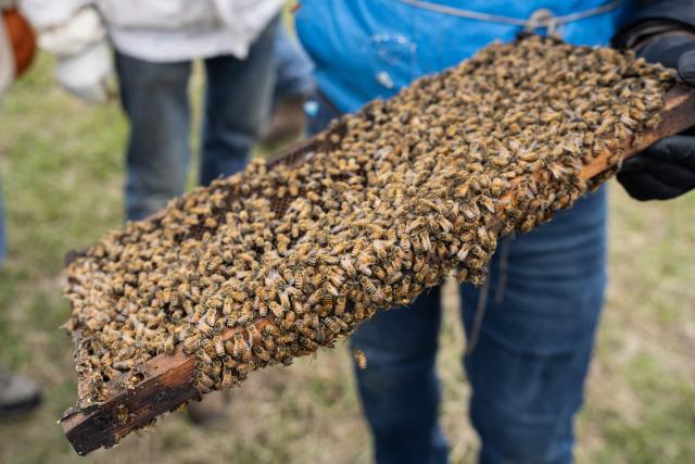 Honeybees crawl on the rack of a beehive in Baker, West Virginia, on May 9, 2026. In a lot behind a disused West Virginia gas station at the foot of the Appalachian Mountains, Roy Funkhouser is surrounded by about a dozen beekeepers and hundreds more buzzing bees. The group -- and beekeepers across the country -- face a new challenge: The government’s closure of a key research facility, home to the nation’s oldest bee lab that has been at the vanguard of research into bee ills for over a century.  Funkhouser, a veteran commercial beekeeper, should have around 1,200 hives under his care. This year, he's sitting on less than 200. (Photo by Paul Blake / AFP)
