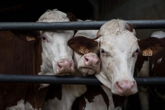 Cows stand in a stall at a farm in Blajan, south-western France on May 18, 2026. The Blajan plant processes some 27,000 tonnes of biomass each year, and 20 MWh of biomethane are injected into the French natural gas providor (GRDF) network, equivalent to the consumption of a town of 12,000 inhabitants. (Photo by Ed JONES / AFP)