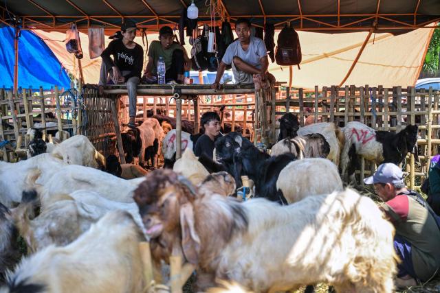 Livestock vendors are seen with goats in a pen at a livestock market ahead of the Eid al-Adha, the Muslim feast of sacrifice, in Surabaya on May 20, 2026. (Photo by JUNI KRISWANTO / AFP)
