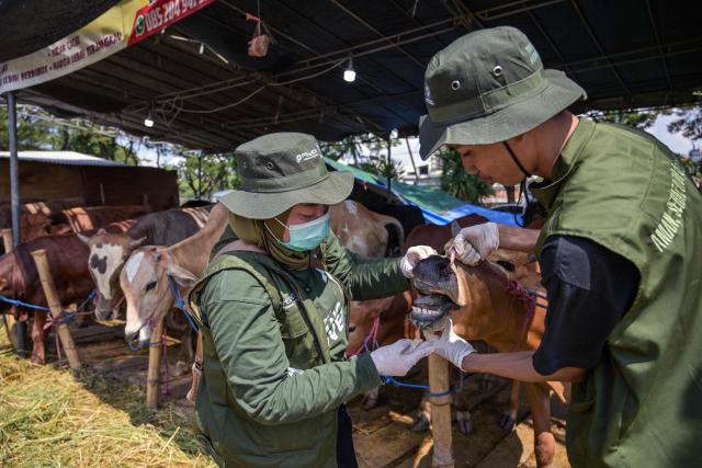 Health officials from the Food Security and Agriculture Agency inspect a cow’s mouth at a livestock market ahead of the Eid al-Adha, the Muslim feast of sacrifice, in Surabaya on May 20, 2026. (Photo by JUNI KRISWANTO / AFP)