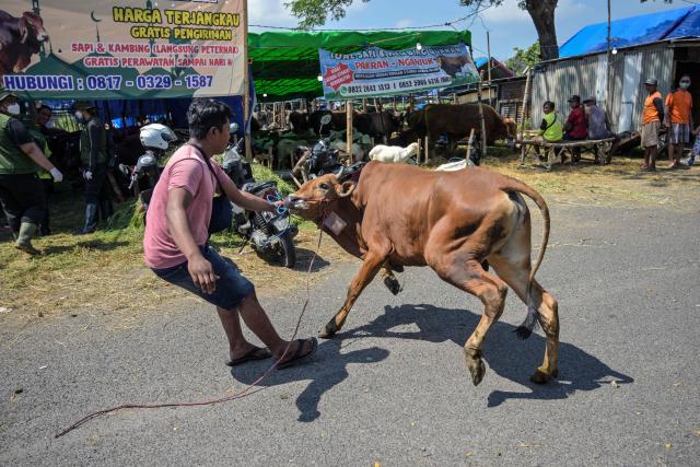 A livestock vendor leads a cattle at a livestock market ahead of the Eid al-Adha, the Muslim feast of sacrifice, in Surabaya on May 20, 2026. (Photo by JUNI KRISWANTO / AFP)