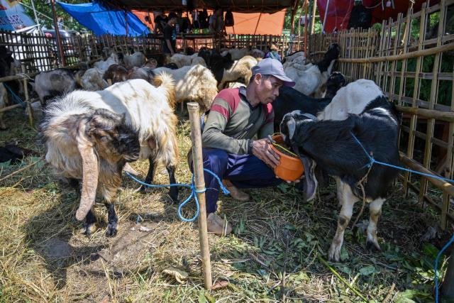 A livestock vendor feeds goats at a livestock market ahead of the Eid al-Adha, the Muslim feast of sacrifice, in Surabaya on May 20, 2026. (Photo by JUNI KRISWANTO / AFP)
