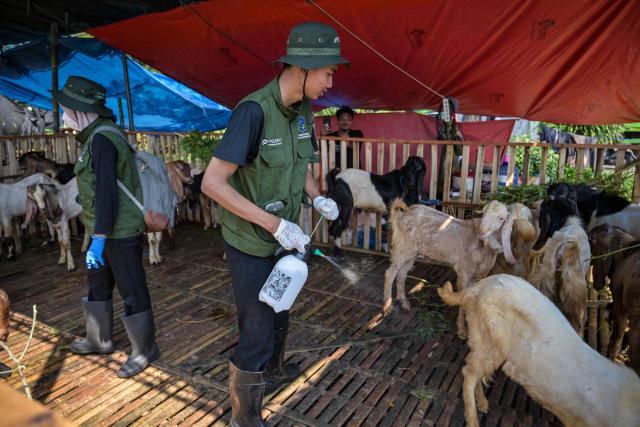 Health officials from the Food Security and Agriculture Agency spray disinfectant in a goat pen at a livestock market ahead of the Eid al-Adha, the Muslim feast of sacrifice, in Surabaya on May 20, 2026. (Photo by JUNI KRISWANTO / AFP)