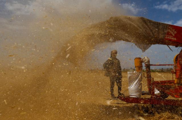 A Palestinian farmer harvests wheat from a field in Deir el-Balah on May 20, 2026. During the Gaza war, triggered by Hamas's October 2023 attack on Israel, the territory has suffered severe shortages of food, medicine and other essential supplies, with Israel at times halting aid deliveries entirely. (Photo by Eyad BABA / AFP)