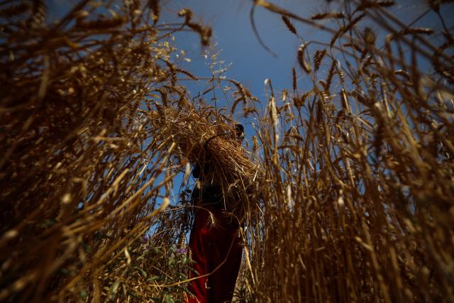 TOPSHOT - A Palestinian farmer harvests wheat from a field in Deir el-Balah on May 19, 2026. During the Gaza war, triggered by Hamas's October 2023 attack on Israel, the territory has suffered severe shortages of food, medicine and other essential supplies, with Israel at times halting aid deliveries entirely. (Photo by Eyad BABA / AFP)