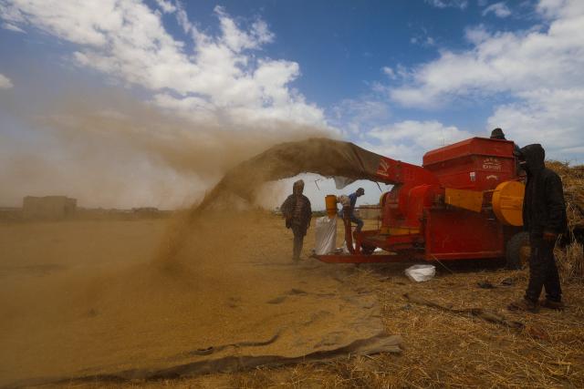 Palestinian farmers harvest wheat from a field in Deir el-Balah on May 20, 2026. During the Gaza war, triggered by Hamas's October 2023 attack on Israel, the territory has suffered severe shortages of food, medicine and other essential supplies, with Israel at times halting aid deliveries entirely. (Photo by Eyad BABA / AFP)