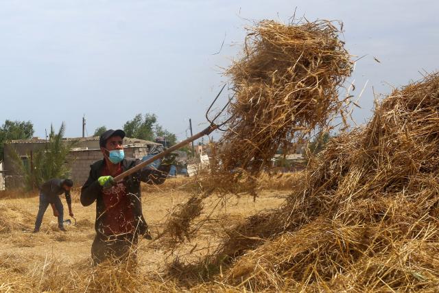 Palestinian farmers harvest wheat from a field in Deir el-Balah on May 20, 2026. During the Gaza war, triggered by Hamas's October 2023 attack on Israel, the territory has suffered severe shortages of food, medicine and other essential supplies, with Israel at times halting aid deliveries entirely. (Photo by Eyad BABA / AFP)