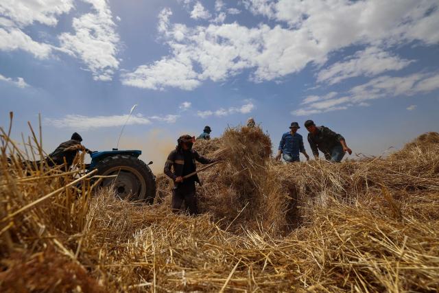 Palestinian farmers harvest wheat from a field in Deir el-Balah on May 20, 2026. During the Gaza war, triggered by Hamas's October 2023 attack on Israel, the territory has suffered severe shortages of food, medicine and other essential supplies, with Israel at times halting aid deliveries entirely. (Photo by Eyad BABA / AFP)