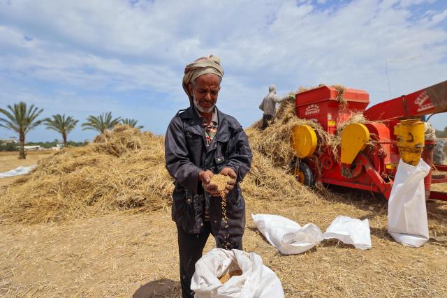 TOPSHOT - Palestinian farmers harvest wheat from a field in Deir el-Balah on May 20, 2026. During the Gaza war, triggered by Hamas's October 2023 attack on Israel, the territory has suffered severe shortages of food, medicine and other essential supplies, with Israel at times halting aid deliveries entirely. (Photo by Eyad BABA / AFP)