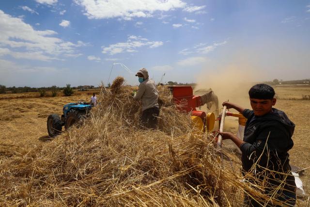 Palestinian farmers harvest wheat from a field in Deir el-Balah on May 20, 2026. During the Gaza war, triggered by Hamas's October 2023 attack on Israel, the territory has suffered severe shortages of food, medicine and other essential supplies, with Israel at times halting aid deliveries entirely. (Photo by Eyad BABA / AFP)