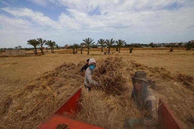 TOPSHOT - Palestinian farmers harvest wheat from a field in Deir el-Balah on May 20, 2026. During the Gaza war, triggered by Hamas's October 2023 attack on Israel, the territory has suffered severe shortages of food, medicine and other essential supplies, with Israel at times halting aid deliveries entirely. (Photo by Eyad BABA / AFP)