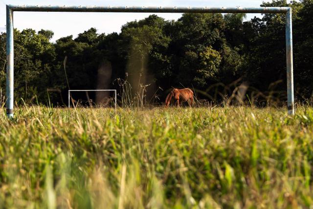 A horse is seen at the old Santa Rita football fields, now used as horse pasture, where Brazilian international football player Raphinha trained during his time with Esporte Clube 2014, a social football project, in Viamao, Rio Grande do Sul state, Brazil, on May 16, 2026. (Photo by SILVIO AVILA / AFP)