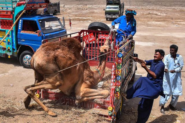 Livestock traders use ropes to load a camel onto a mini truck at a market ahead of the Muslim festival of Eid al-Adha in Hala, Pakistan's Sindh province, on May 21, 2026.  (Photo by Husnain ALI / AFP)