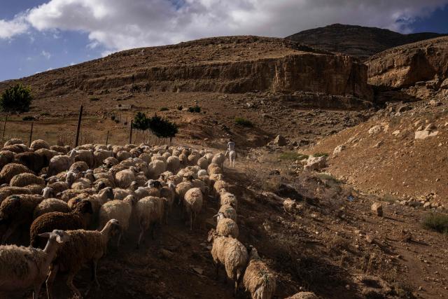 A Palestinian farmer rides a donkey as he guides a flock of sheep out to graze near the village of Nasariya in the occupied West Bank on May 20, 2026, ahead of Eid al-Adha, the Muslim Feast of Sacrifice. Eid al-Adha marks the end of the Hajj pilgrimage to Mecca and commemorates the Prophet Abrahams willingness to sacrifice his son as an act of obedience to Allah, with the ritual centred on the slaughter of livestock. For Palestinian farmers in the occupied West Bank, the pastoral tradition linked to the festival is increasingly constrained as grazing areas have significantly shrunk amid the expansion of Israeli settlements. Many now rely more heavily on purchased fodder to feed their animals year-round, while also stepping up farm security amid rising reports of livestock theft. (Photo by JOHN WESSELS / AFP)