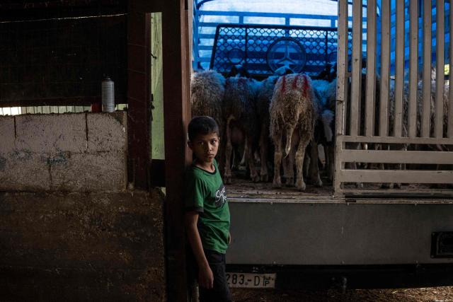 A young Palestinian farmer holds the door of a truck carrying sheep for a buyer at a farm in the village of Nasariya in the occupied West Bank on May 20, 2026, ahead of Eid al-Adha, the Muslim Feast of Sacrifice. Eid al-Adha marks the end of the Hajj pilgrimage to Mecca and commemorates the Prophet Abrahams willingness to sacrifice his son as an act of obedience to Allah, with the ritual centred on the slaughter of livestock. For Palestinian farmers in the occupied West Bank, the pastoral tradition linked to the festival is increasingly constrained as grazing areas have significantly shrunk amid the expansion of Israeli settlements. Many now rely more heavily on purchased fodder to feed their animals year-round, while also stepping up farm security amid rising reports of livestock theft. (Photo by JOHN WESSELS / AFP)