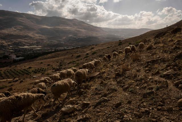 A flock of sheep belonging to a Palestinian farmer grazes near the village of Nasariya in the occupied West Bank on May 20, 2026, ahead of Eid al-Adha, the Muslim Feast of Sacrifice. Eid al-Adha marks the end of the Hajj pilgrimage to Mecca and commemorates the Prophet Abrahams willingness to sacrifice his son as an act of obedience to Allah, with the ritual centred on the slaughter of livestock. For Palestinian farmers in the occupied West Bank, the pastoral tradition linked to the festival is increasingly constrained as grazing areas have significantly shrunk amid the expansion of Israeli settlements. Many now rely more heavily on purchased fodder to feed their animals year-round, while also stepping up farm security amid rising reports of livestock theft. (Photo by JOHN WESSELS / AFP)