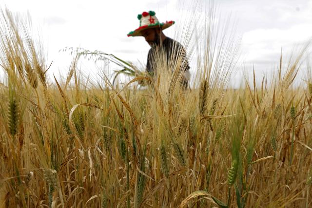 A farmer works in his wheat field in the Sebt Meghchouch region of Morocco, on April 28, 2026. (Photo by Abdel Majid BZIOUAT / AFP)