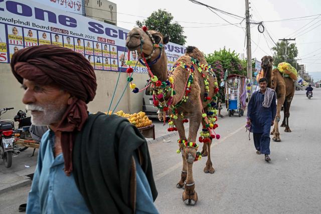 Camel herders look for customers at a market ahead of the Muslim festival of Eid al-Adha in Rawalpindi on May 21, 2026. (Photo by Farooq NAEEM / AFP)