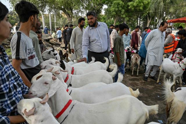 People check goats at a roadside market ahead of the Muslim festival of Eid al-Adha in Karachi on May 21, 2026. (Photo by Asif HASSAN / AFP)