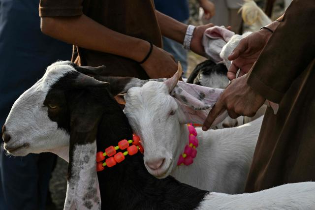 A vendor sells goats at the roadside market ahead of the Muslim festival of Eid al-Adha in Karachi on May 21, 2026. (Photo by Asif HASSAN / AFP)