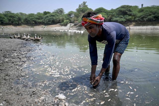 A worker scoops up dead fish at Sanjay Lake, which partially dried up amid a heatwave in New Delhi on May 22, 2026. Workers on May 22 scooped up dead fish floating on the surface of the Sanjay city park lake in Delhi, which died as the water shrank after days of relentless summer sun. (Photo by Arun SANKAR / AFP)