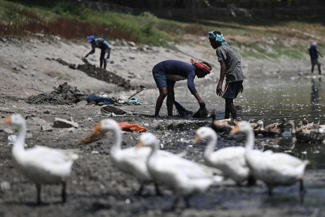 Workers scoop up dead fish at Sanjay Lake, which partially dried up amid a heatwave in New Delhi on May 22, 2026. Workers on May 22 scooped up dead fish floating on the surface of the Sanjay city park lake in Delhi, which died as the water shrank after days of relentless summer sun. (Photo by Arun SANKAR / AFP)