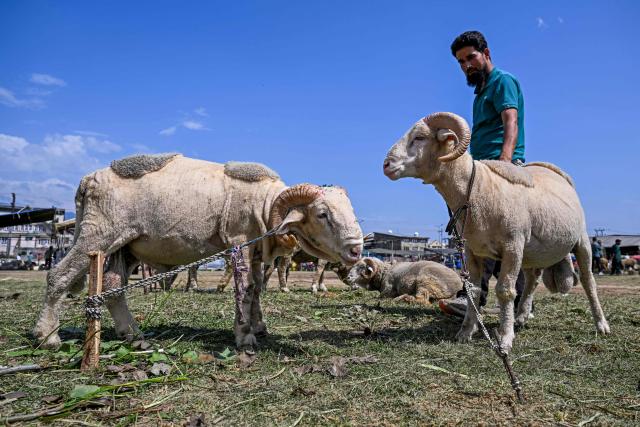 A livestock vendor selling sheep waits for customers at a market ahead of the Muslim festival of Eid al-Adha in Srinagar on May 22, 2026. (Photo by Tauseef MUSTAFA / AFP)