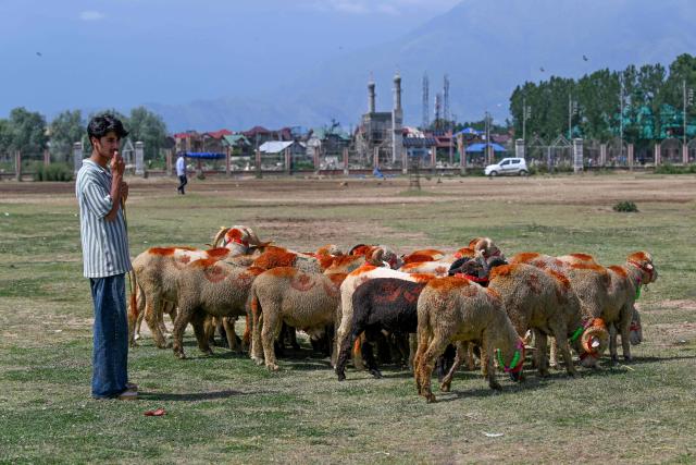 A livestock vendor selling sheep waits for customers at a market ahead of the Muslim festival of Eid al-Adha in Srinagar on May 22, 2026. (Photo by Tauseef MUSTAFA / AFP)