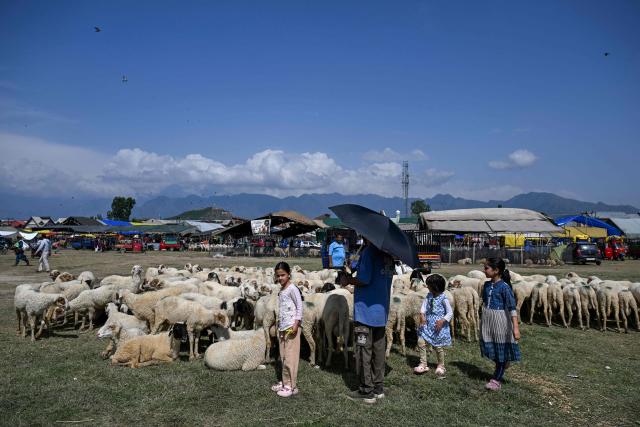 A livestock vendor sells sheep at a market ahead of the Muslim festival of Eid al-Adha in Srinagar on May 22, 2026. (Photo by Tauseef MUSTAFA / AFP)