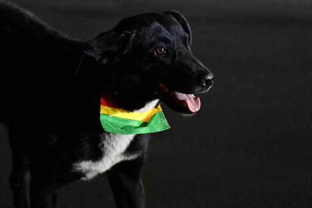 A dog is pictured during a demonstration in favor of President Rodrigo Paz and against the blockades in La Paz on May 22, 2026. Thousands of protesters gathered in Bolivia’s political capital on May 22 to demand the resignation of center-right President Rodrigo Paz, during another day of protests that led to clashes with riot police. (Photo by Marvin RECINOS / AFP)