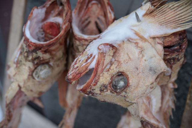 This photograph shows frozen fish carcasses hanging on the wall of a tourist restaurant in Ilulissat, Greenland, on March 19, 2026. Around 1,200 Filipinos are settled in Greenland, which has 57,000 inhabitants, making them the largest foreign diaspora in this Danish territory. According to Greenland’s employers’ organisations, 5 to 6% of workers in the Arctic territory are now Asian, drawn by expanding sectors such as tourism. (Photo by Florent VERGNES / AFP)
