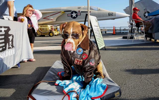A dog dressed as Maverick poses for fans aboard the USS Midway Museum during the Top Gun 40th Anniversary celebration in San Deigo, on May 22, 2026. (Photo by SANDY HUFFAKER / AFP)