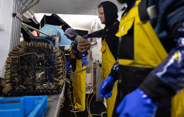 French fisherman Kilian Chanoit collects octopuses caught from the fishing boat "Marc'h Mor" off the coast of Ile Molene, western France, on May 7, 2026. Abundant and easy to catch, the octopus was the most commonly species present in fish markets last year in the Finistere region in Brittany northwestern France. After a sixty-year absence, the eight-armed cephalopod has become one of the most sought-after species among Breton fishermen. (Photo by Fred TANNEAU / AFP)