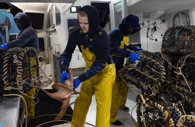 French fisherman Kilian Chanoit collects octopuses caught from the fishing boat "Marc'h Mor" off the coast of Ile Molene, western France, on May 7, 2026. Abundant and easy to catch, the octopus was the most commonly species present in fish markets last year in the Finistere region in Brittany northwestern France. After a sixty-year absence, the eight-armed cephalopod has become one of the most sought-after species among Breton fishermen. (Photo by Fred TANNEAU / AFP)
